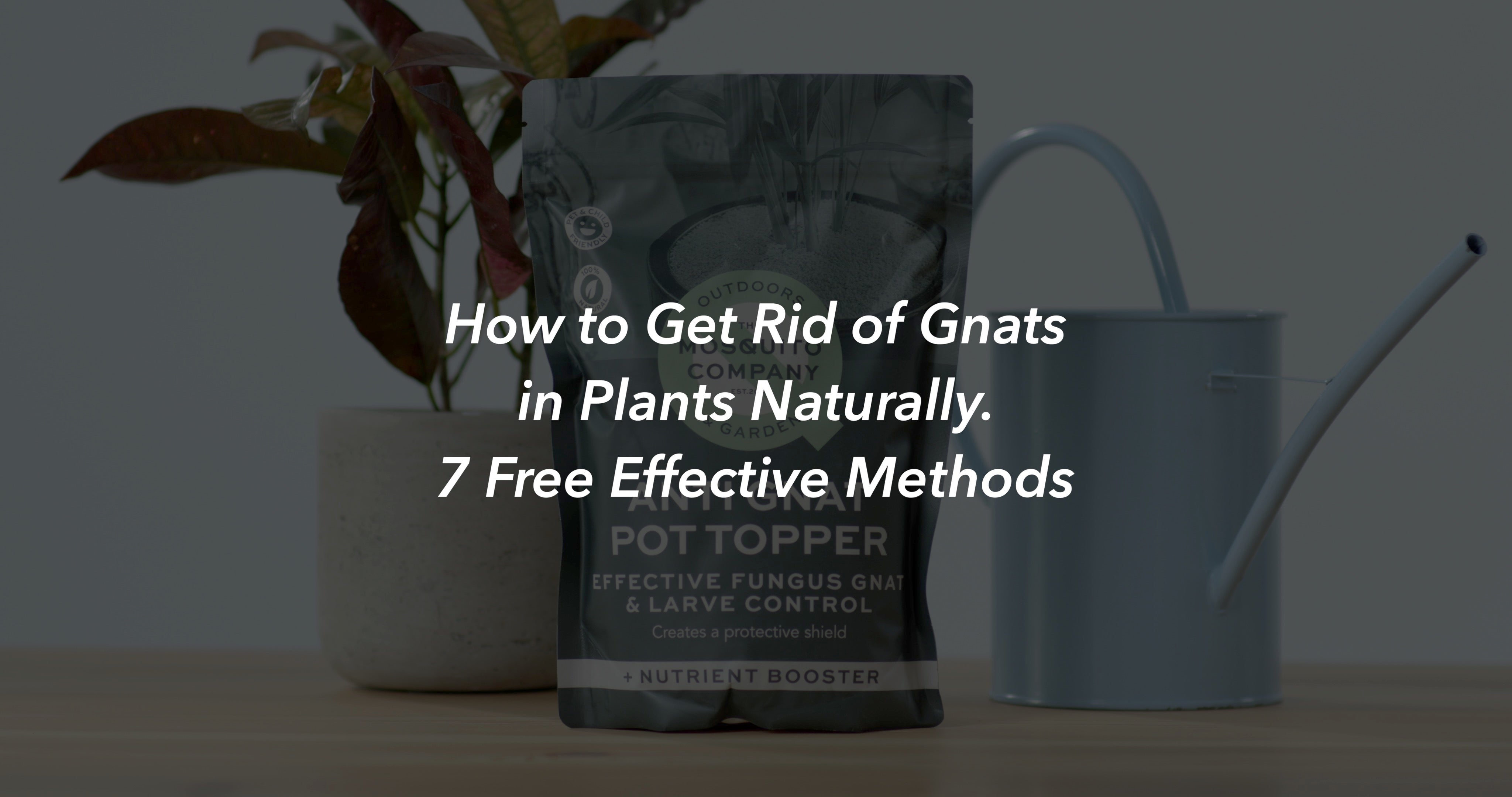 How To Get Rid Of Gnats In Plants Naturally 7 Free Effective Methods   Blog Images10 