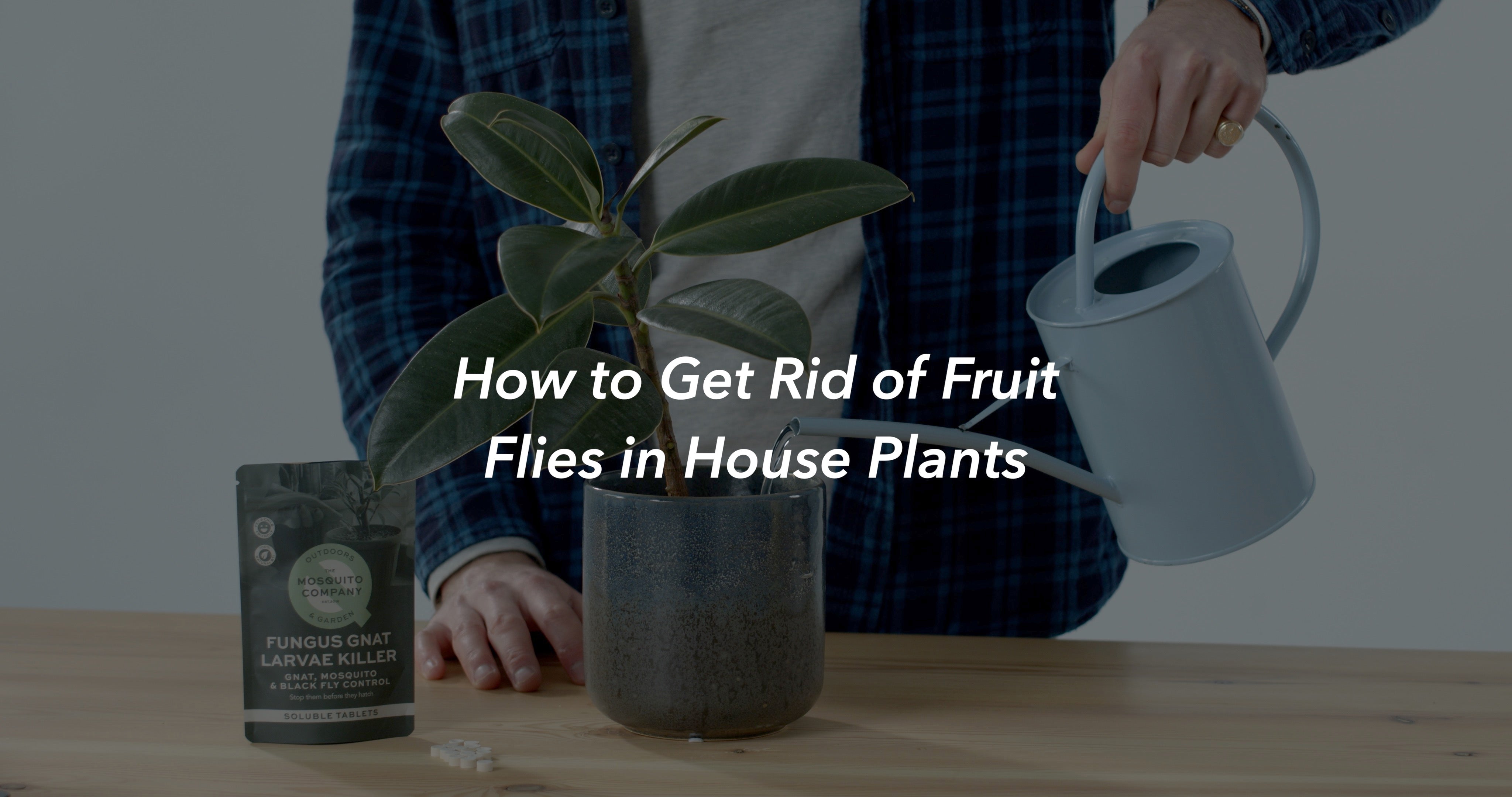 How To Get Rid Of Fruit Flies In House Plants The Mosquito Company   Blog Images4 