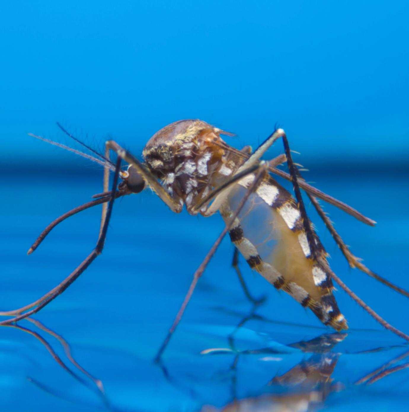 how-many-times-can-a-mosquito-bite-the-mosquito-company